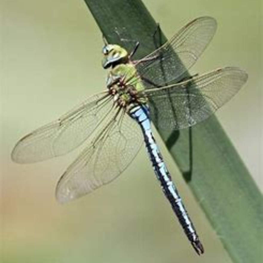 Amwell Nature Reserve Dragonfly Trail