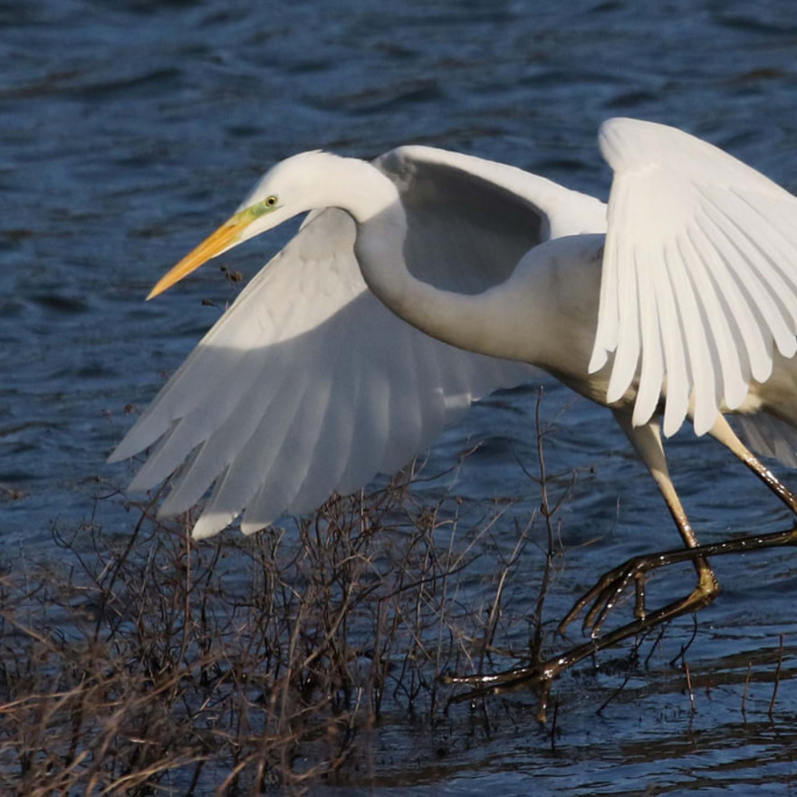 Great Egret at Amwell Nature Reserve