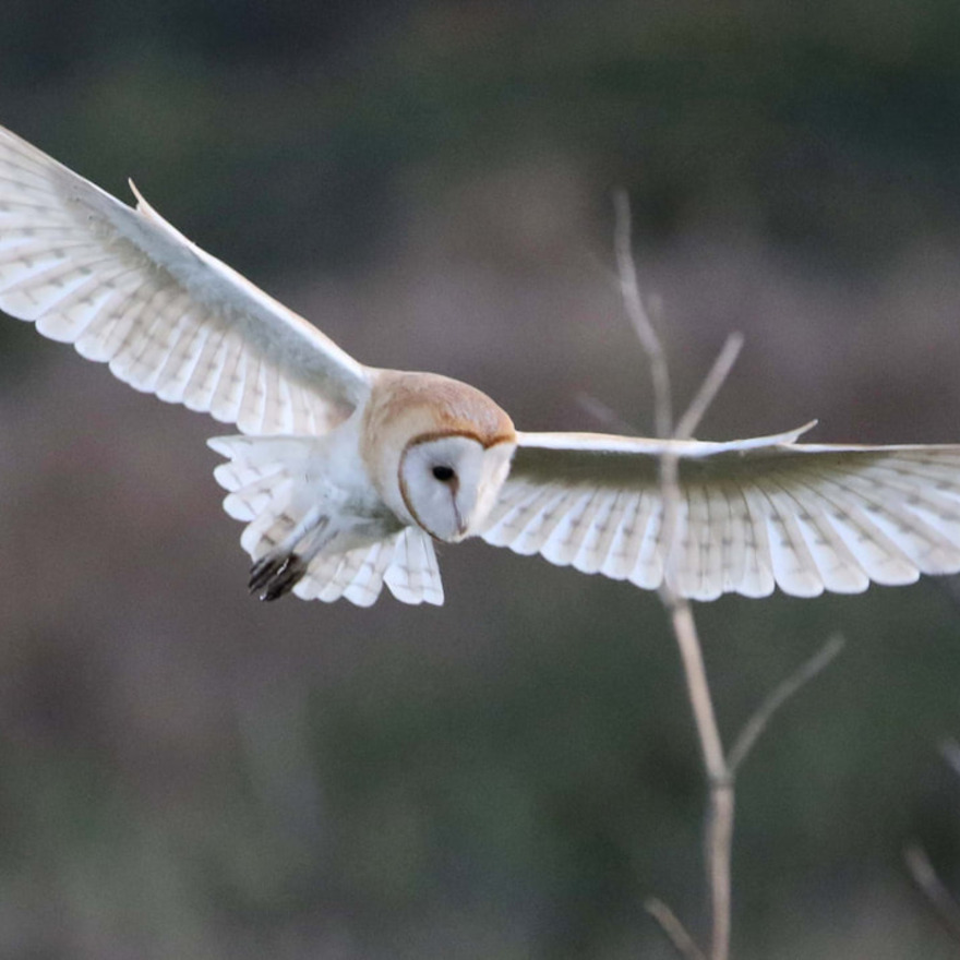 Barn Owl at King's Meads Nature Reserve