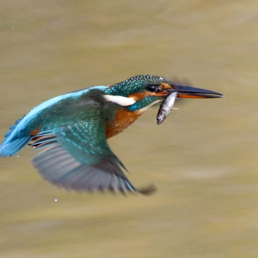 Kingfisher Rye Meads Nature Reserve