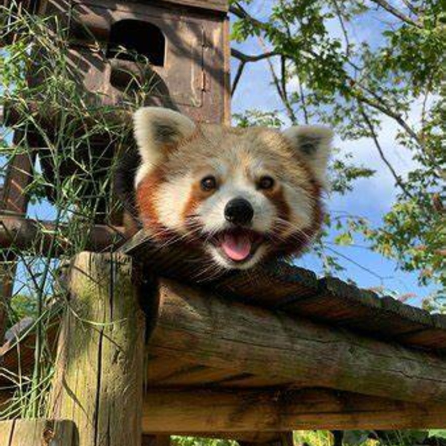 Red Panda at Paradise Wildlife Park